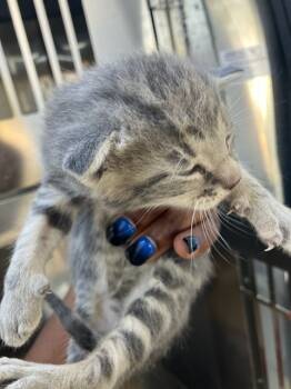 Rescue Domestic Short Hair Cats for Adoption in Dallas, Texas - ZACK | PetCurious