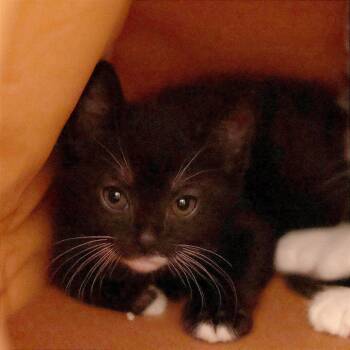 Purrberry -  Domestic Short Hair Cat for Adoption in Philadelphia, Pennsylvania - Purrberry | PetCurious