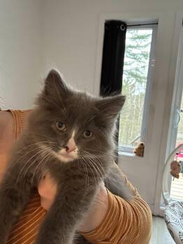 Artemis -  Domestic Medium Hair Cat Available for Adoption in Wakefield, Quebec - Artemis | PetCurious