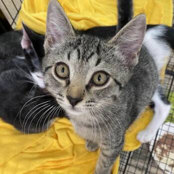 Spicy -  Domestic Short Hair Cat for Adoption in Riverwoods, Illinois - Spicy | PetCurious