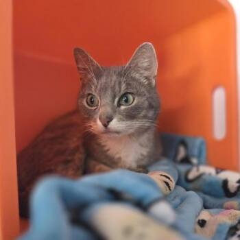 Pine -  Domestic Short Hair Cat for Adoption in Salt Lake City, Utah - Pine | PetCurious
