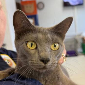 Domestic Short Hair Cats Available for Adoption in Jacksonville, Arkansas - Cersei | PetCurious