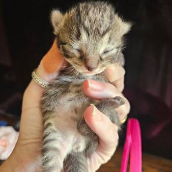 Liberty -  Domestic Short Hair Cat for Adoption in Waldorf, Maryland - Liberty | PetCurious