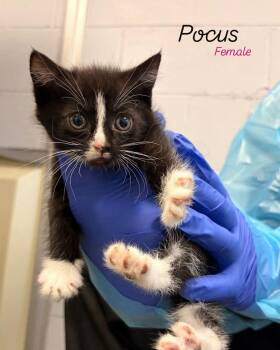 Pocus -  Domestic Short Hair Cat for Adoption in Rock Hill, New York - Pocus | PetCurious