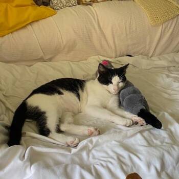 Twin -  Domestic Short Hair Cat for Adoption in Hedgesville, West Virginia - Twin | PetCurious
