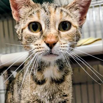 Princess Peach -  Domestic Short Hair Cat for Adoption in West Jefferson, Ohio - Princess Peach | PetCurious