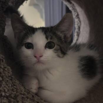 Penelope -  Domestic Medium Hair Cat for Adoption in Carmel, Indiana - Penelope | PetCurious