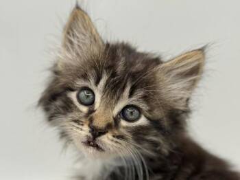 Elliot -  Domestic Long Hair Cat for Adoption in Portland, Oregon - Elliot | PetCurious