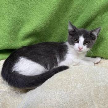 Beth -  Domestic Short Hair Cat for Adoption in Hawthorne, California - Beth | PetCurious