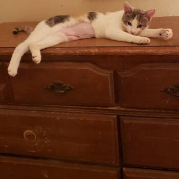 American Shorthair Cats Available for Adoption in Mount Vernon, Arkansas - Sasha | PetCurious