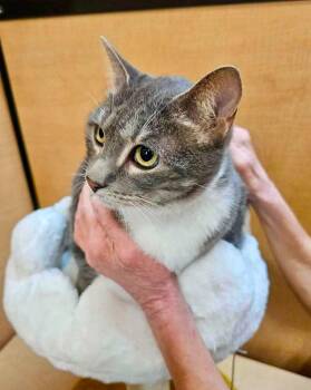CeeDee -  Domestic Short Hair Cat Available for Adoption in Mansfield, Texas - CeeDee | PetCurious