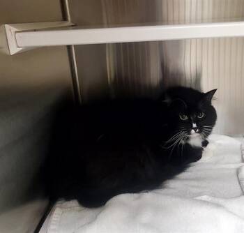 IPPO -  Domestic Long Hair Cat for Adoption in St. Louis, Missouri - IPPO | PetCurious
