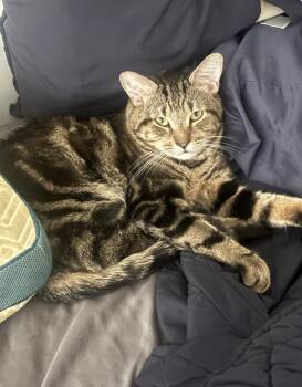 Ambrose -  Domestic Short Hair Cat for Adoption in New York, New York - Ambrose | PetCurious