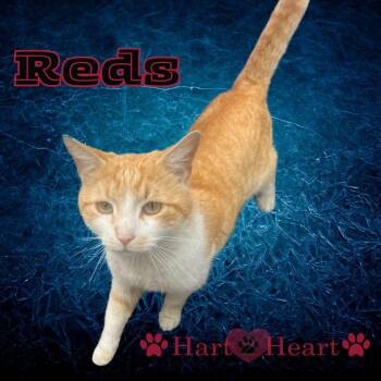 Rescue Domestic Short Hair Cats for Adoption in Philadelphia, Pennsylvania - Redds | PetCurious