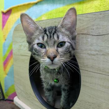 Cinnamon -  Domestic Short Hair Cat for Adoption in Springfield, Missouri - Cinnamon | PetCurious