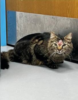 Domestic Medium Hair Cats Available for Adoption in Hartsville, South Carolina - Panera | PetCurious