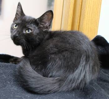 HeMan -  Domestic Short Hair Cat for Adoption in Portage, Wisconsin - HeMan | PetCurious