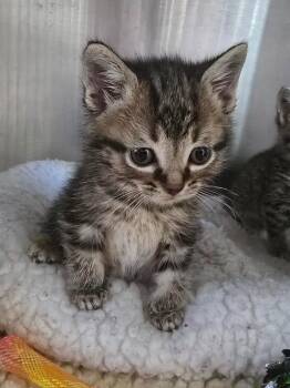 G6 Corduroy -  Domestic Short Hair Cat Available for Adoption in Ashland, Wisconsin - G6 Corduroy | PetCurious