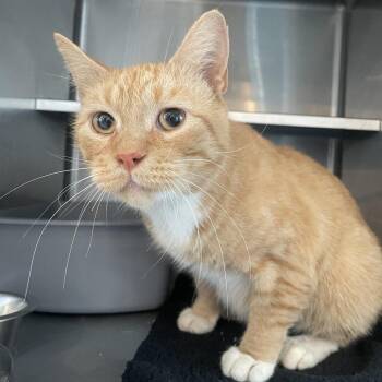 Sunshine -  Domestic Short Hair Cat for Adoption in West Des Moines, Iowa - Sunshine | PetCurious