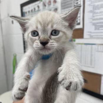 Domestic Short Hair Cats Available for Adoption - Sweetie | PetCurious