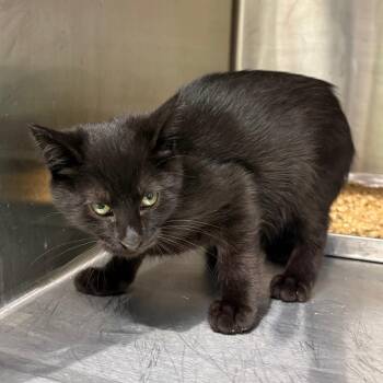 Cookie -  Domestic Short Hair Cat for Adoption in Morganton, North Carolina - Cookie | PetCurious