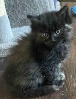 Marigold -  Tortoiseshell and Domestic Long Hair Cat for Adoption in Libby, Montana - Marigold | PetCurious