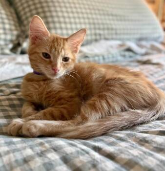 Dolly -  Maine Coon and Domestic Medium Hair Cat for Adoption in Phoenix, Arizona - Dolly | PetCurious
