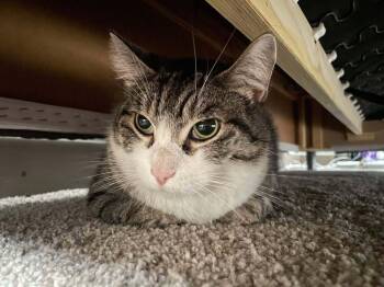 Rescue Domestic Short Hair Cats for Adoption in Chicago, Illinois - Toby | PetCurious