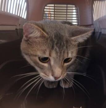 Barber -  Domestic Short Hair Cat for Adoption in West Memphis, Arkansas - Barber | PetCurious