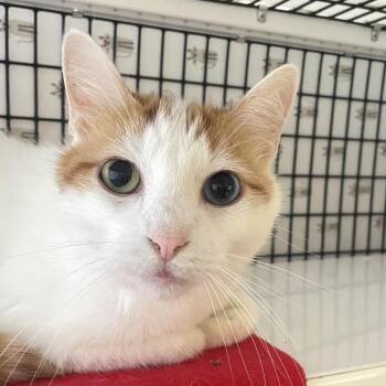 Scorpio -  Domestic Short Hair Cat for Adoption in Chicago, Illinois - Scorpio | PetCurious