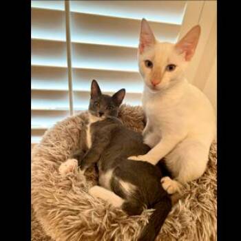 Scout -  Domestic Short Hair Cat for Adoption in Houston, Texas - Scout | PetCurious