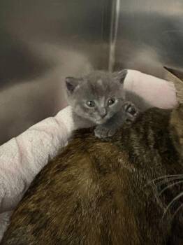 Onion -  Domestic Short Hair Cat for Adoption in Sevierville, Tennessee - Onion | PetCurious