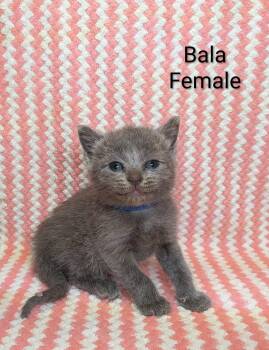 Bala -  Domestic Short Hair and Russian Blue Cat for Adoption in Clarksville, Tennessee - Bala | PetCurious