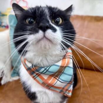 Tuxedo and Domestic Short Hair Cats Available for Adoption in Friendswood, Texas - Diego The Plushy Philosopher | PetCurious