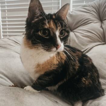 Rescue Domestic Short Hair Cats for Adoption in Huntersville, North Carolina - Sissy | PetCurious