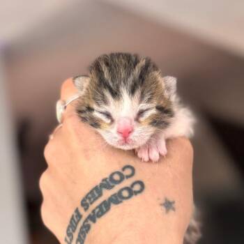 Zephyr -  Domestic Short Hair Cat for Adoption in Nashville, Indiana - Zephyr | PetCurious