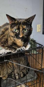 Rescue Tortoiseshell Cats for Adoption in Chatham, Ontario - Zola | PetCurious