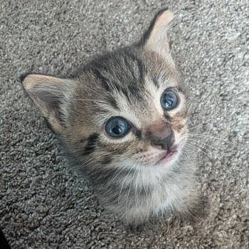 Xander Marie 17 -  Domestic Short Hair Cat for Adoption in Austin, Texas - Xander Marie 17 | PetCurious