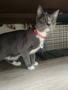 Fezco -  Domestic Short Hair Cat for Adoption in Tucson, Arizona - Fezco | PetCurious