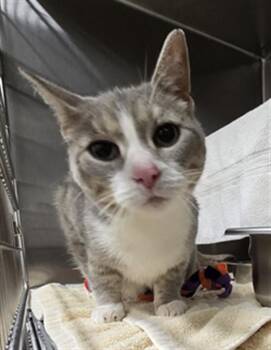 ELISE -  Domestic Short Hair Cat for Adoption in Derwood, Maryland - ELISE | PetCurious