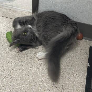 Liam -  Domestic Long Hair Cat for Adoption in St. Helena, California - Liam | PetCurious