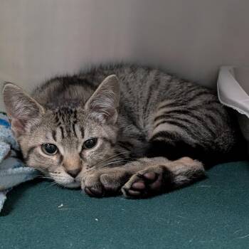Zenith -  Domestic Medium Hair Cat for Adoption in Titusville, Florida - Zenith | PetCurious