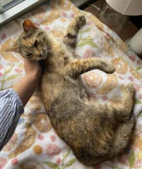 Angelina -  Domestic Medium Hair Cat Available for Adoption in Darien, Georgia - Angelina | PetCurious
