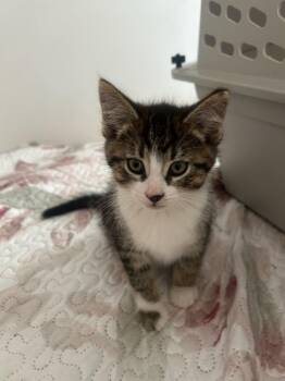 Ross -  Domestic Short Hair Cat for Adoption in Cleveland, Ohio - Ross | PetCurious
