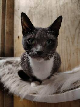 Domestic Short Hair Cats Available for Adoption in Oakville, Washington - Hazel | PetCurious