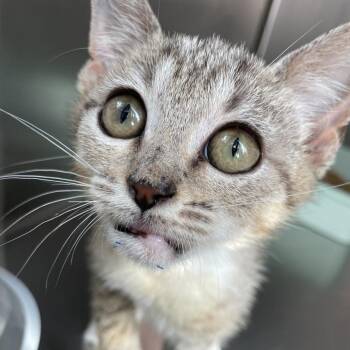 Wild Flower -  Domestic Short Hair Cat for Adoption in Carencro, Louisiana - Wild Flower | PetCurious