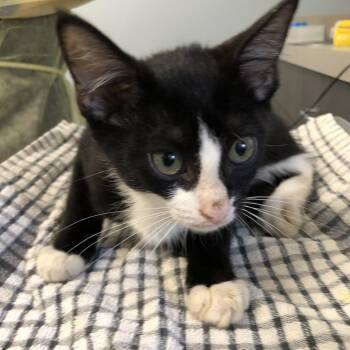 Guardian -  Domestic Short Hair Cat for Adoption in Oak Park, Illinois - Guardian | PetCurious