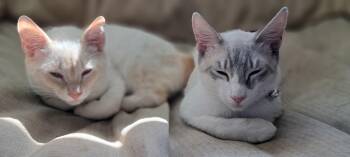 Domestic Short Hair Cats Available for Adoption in Dixon, California - Ritchie | PetCurious