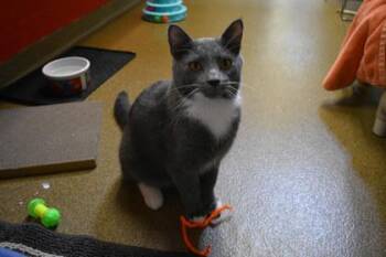 Jules -  Domestic Short Hair Cat for Adoption in Kansas City, Missouri - Jules | PetCurious