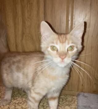Charlee Bink -  Domestic Short Hair and Tabby Cat for Adoption in Chandler, Arizona - Charlee Bink | PetCurious